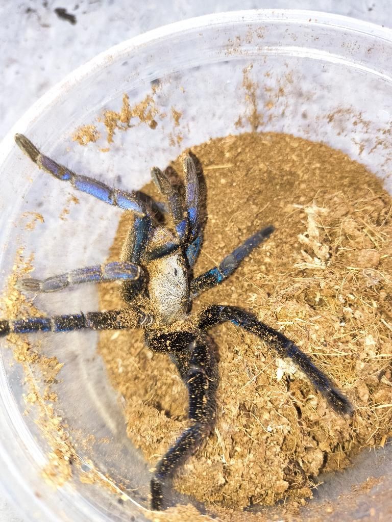Cobalt Blue Tarantula, 3" - 4"