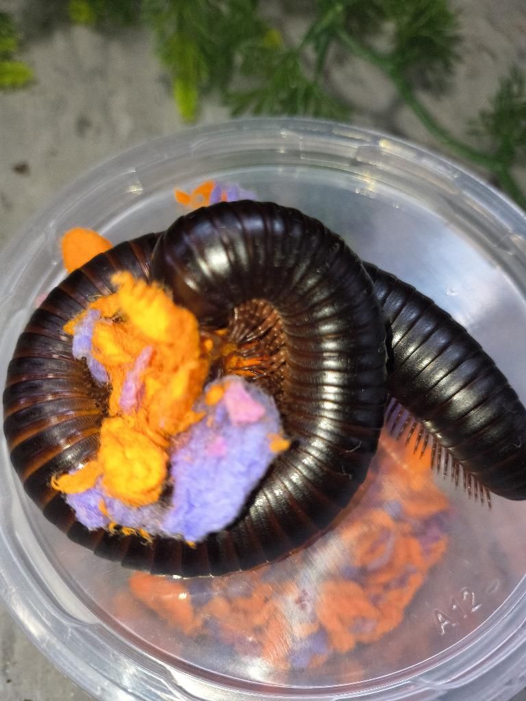 Giant African Millipede