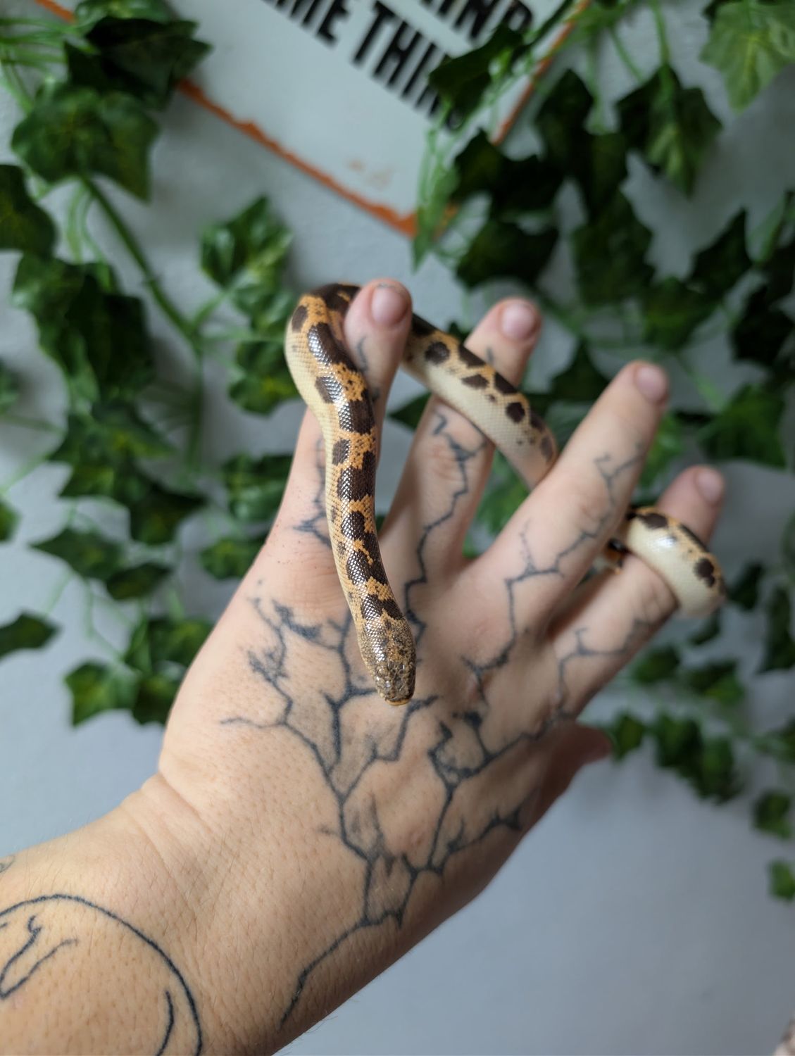 Saharan Sand Boas
