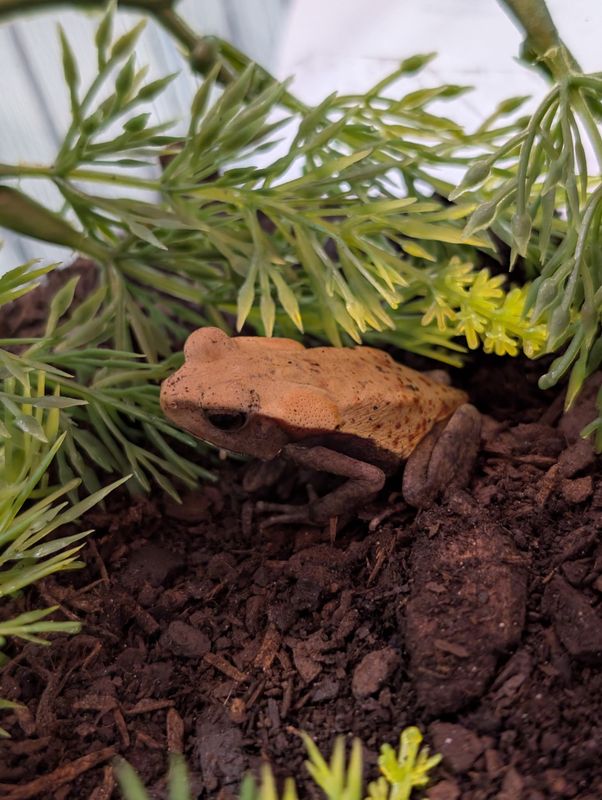 Smooth Sided Toad, baby