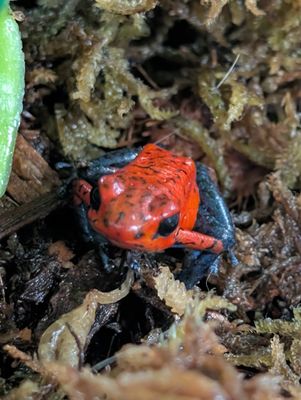 Nicaragua Strawberry Pumilio Dart Frog