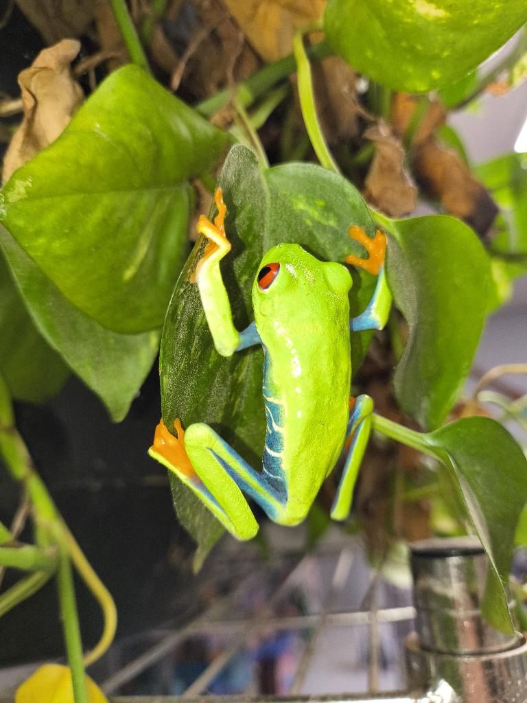 red eye tree frog