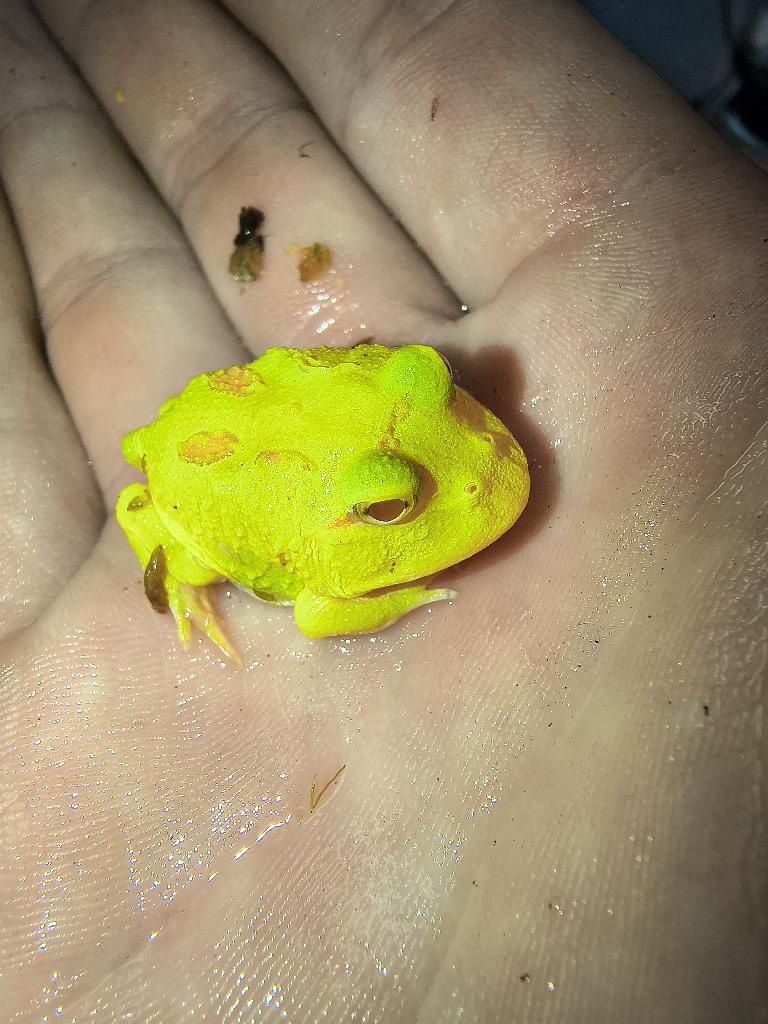 Pikachu Pacman Frog