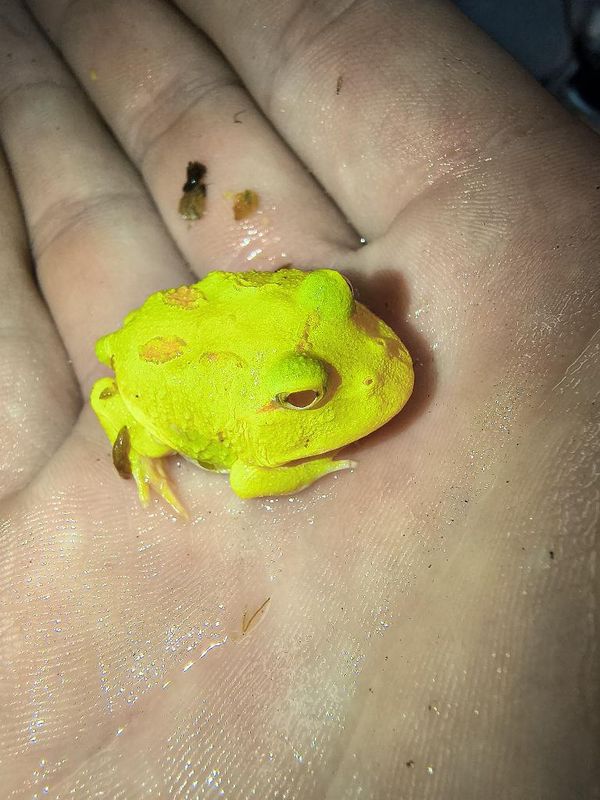 Pikachu Pacman Frog