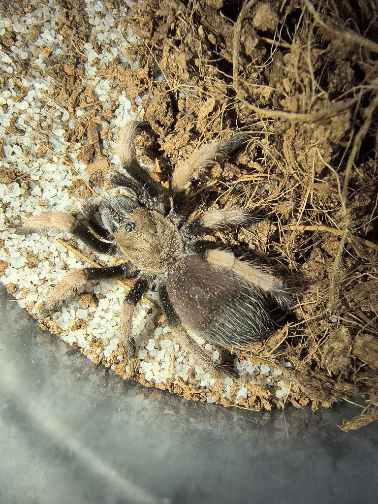 Mexican Blood-leg Tarantula