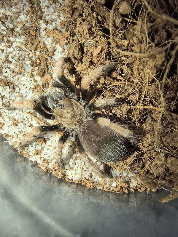 Mexican Blood-leg Tarantula