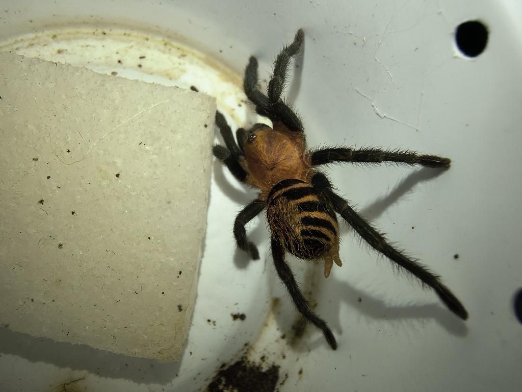 Costa Rican Tiger Rump Tarantula