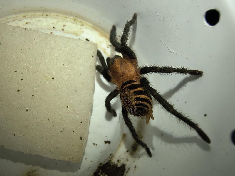 Costa Rican Tiger Rump Tarantula