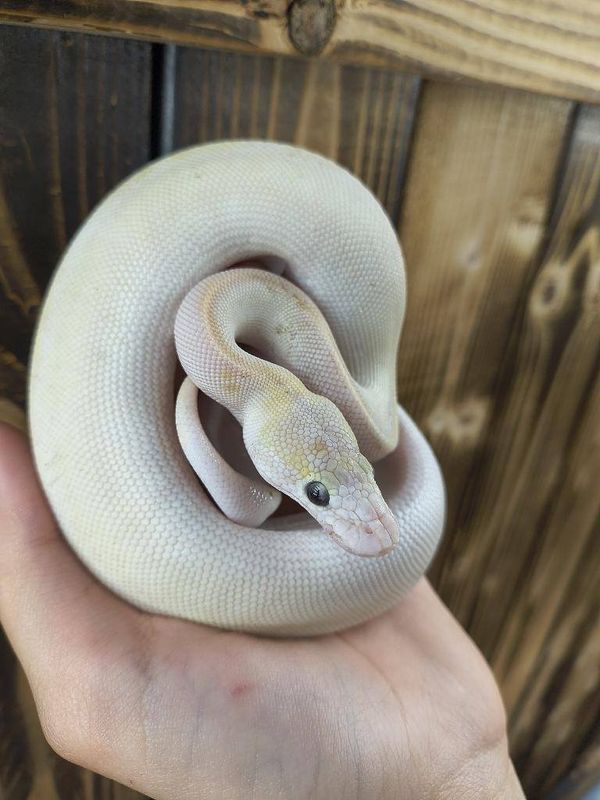 Ivory Ball Python