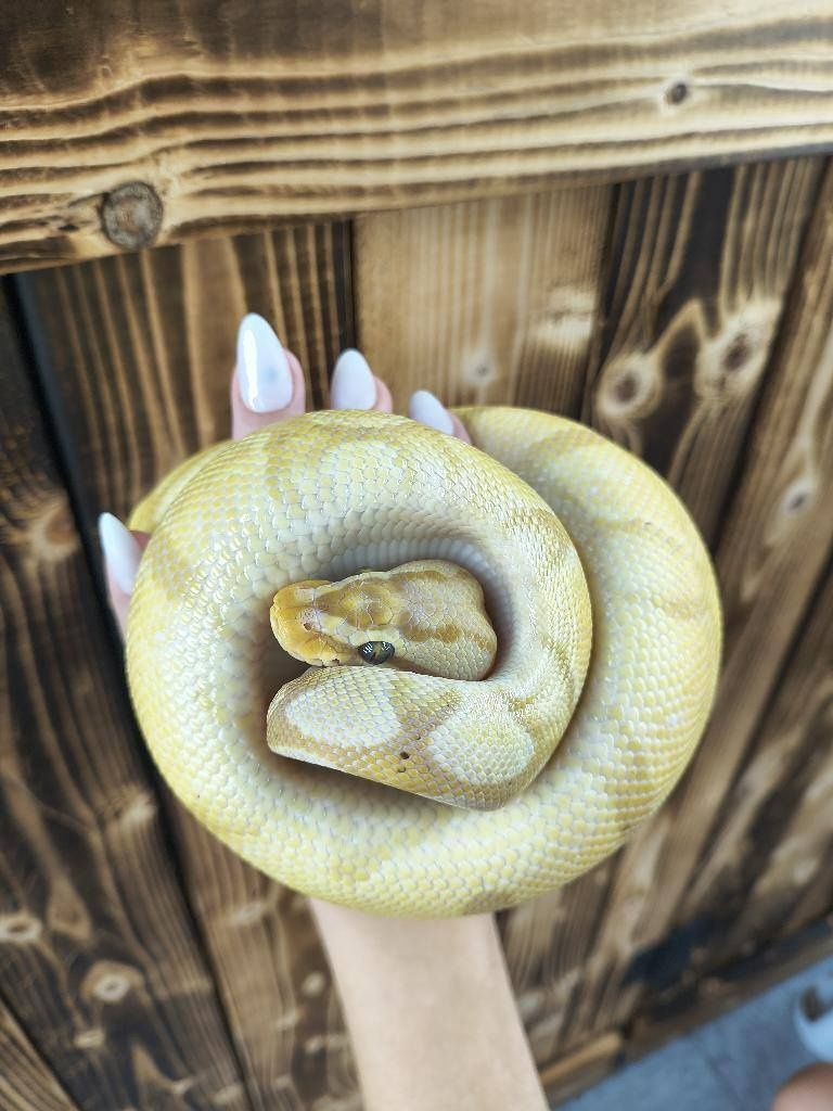 Banana Enchi, Ball Python