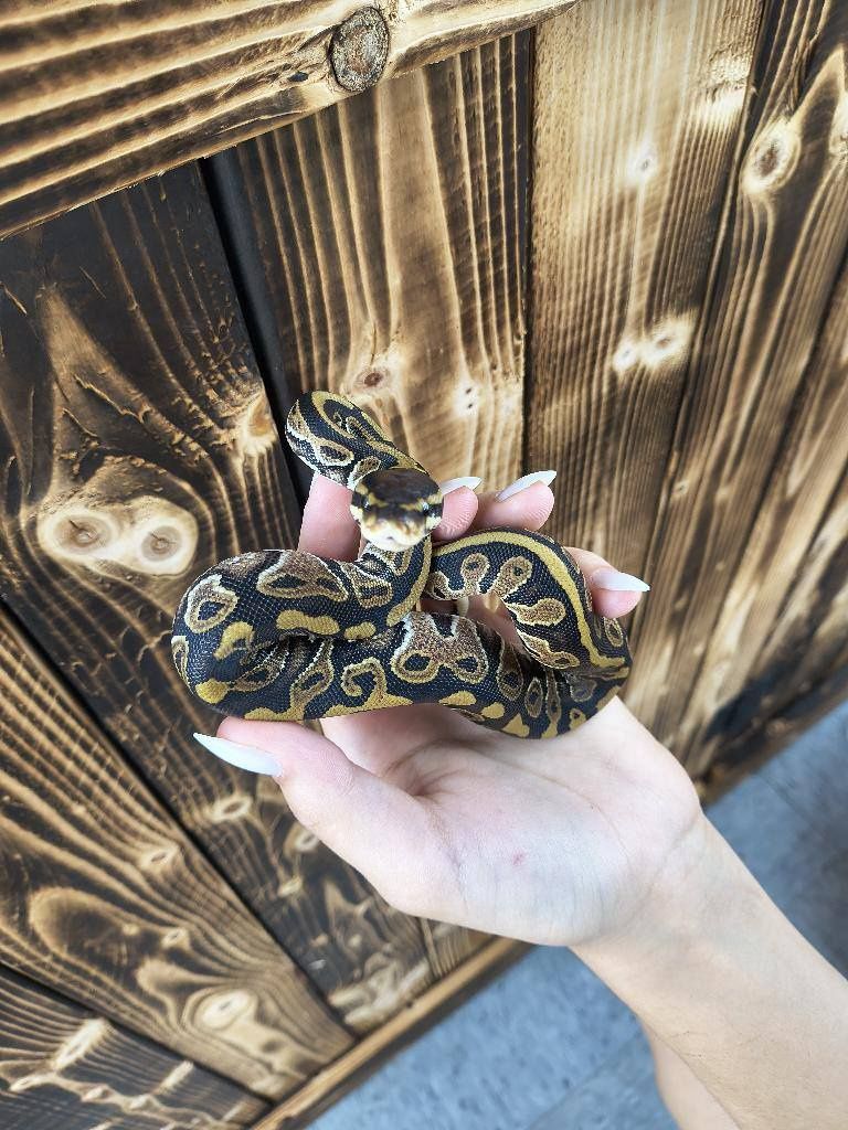 Ball Python, standard