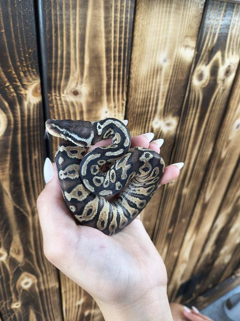 Pewter, Ball Python
