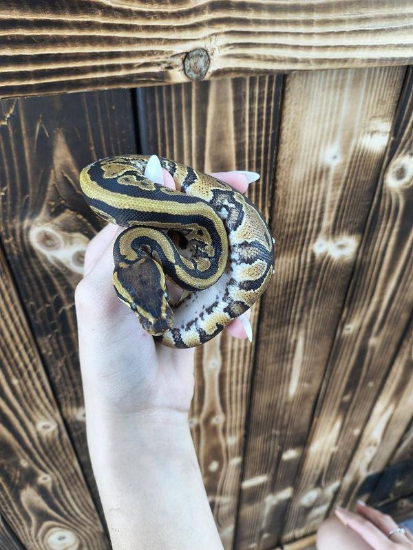 Lesser, Ball Python