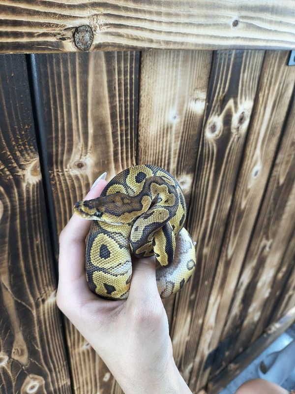 Clown, Ball Python