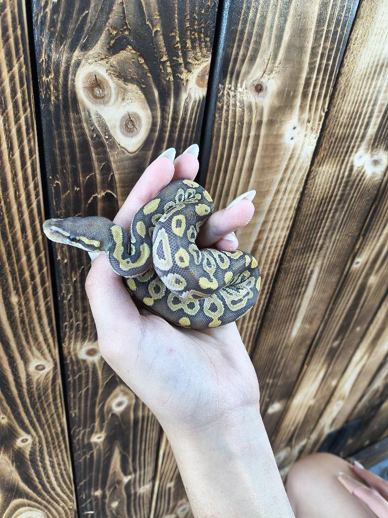 Ghost Ball Python
