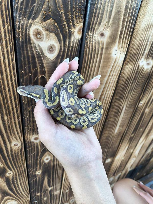 Ghost Ball Python