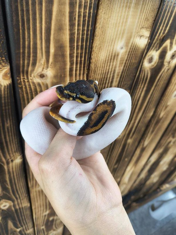Leopard Pied Ball Python