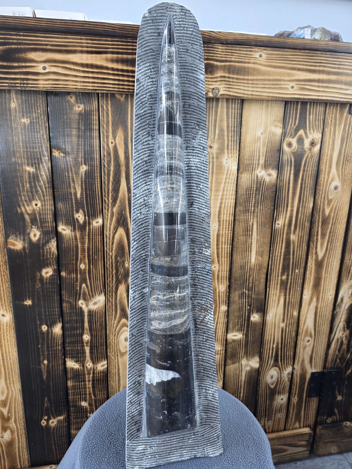 Giant Orthoceras Fossil with standing base