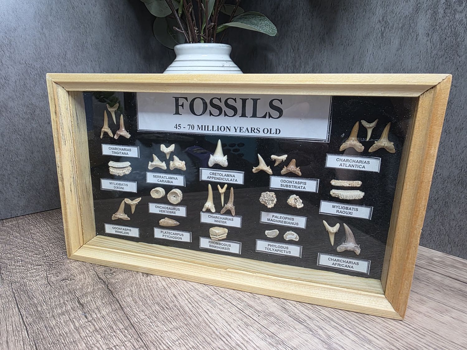 Fossil collection