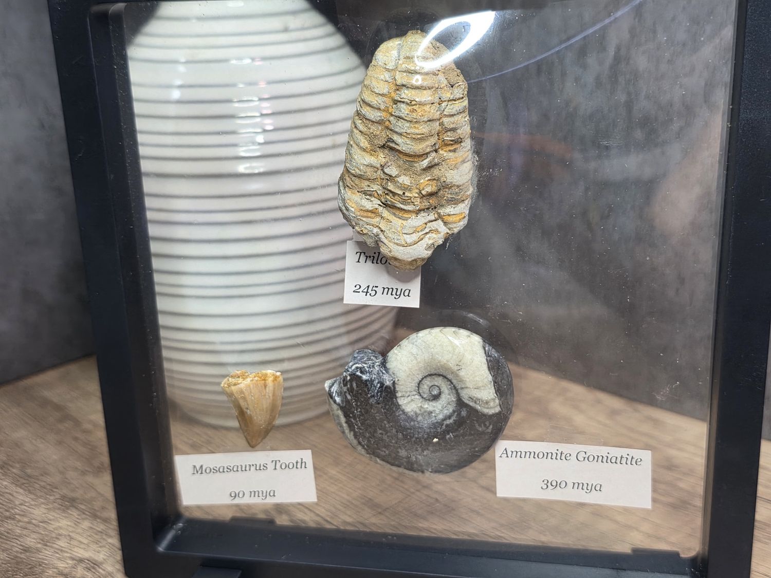 Fossil set of 3 in display