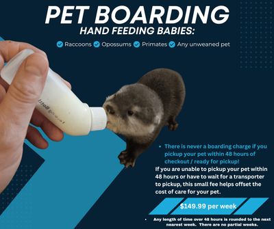 Boarding, hand feeding pets