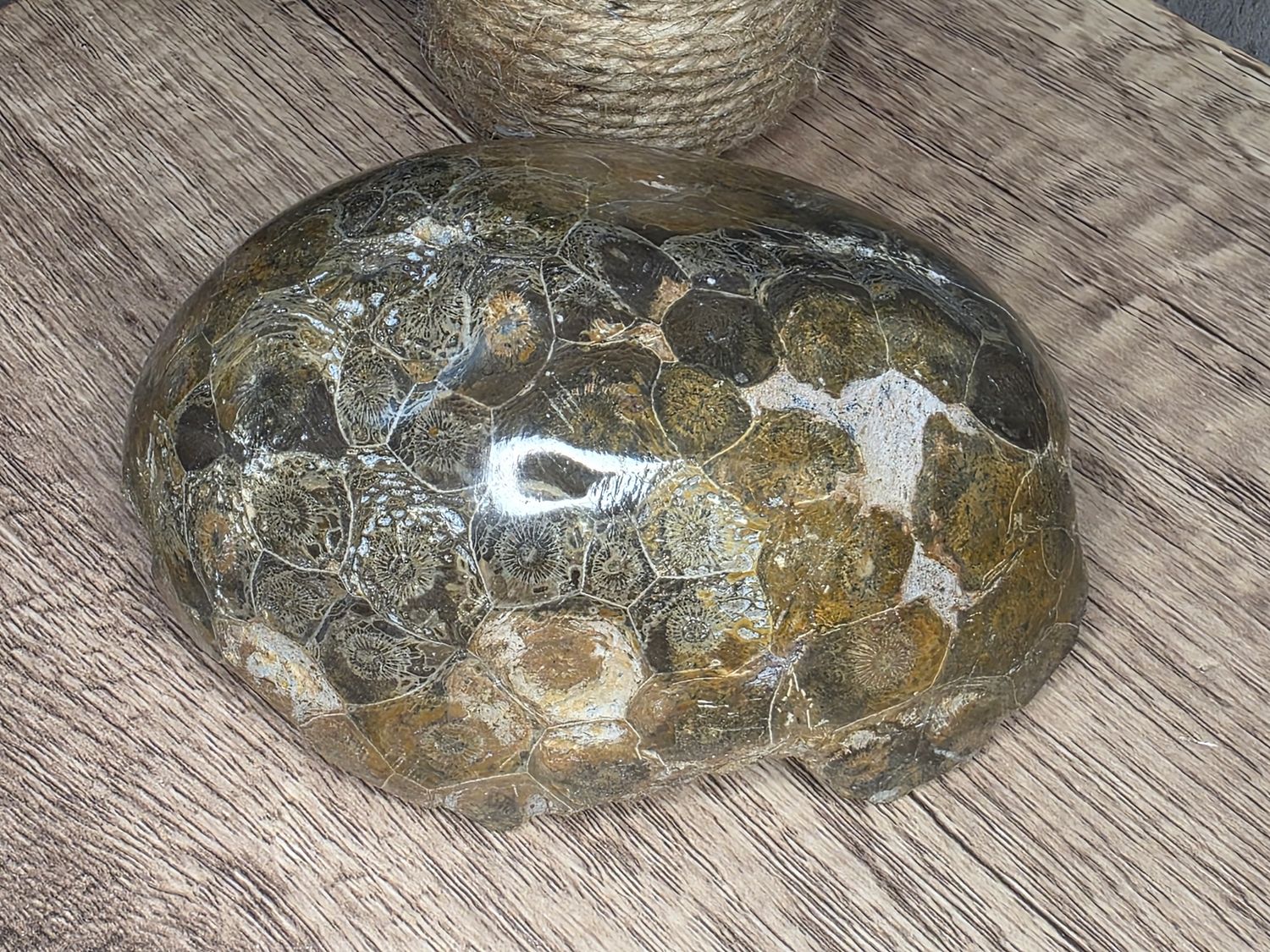 Fossilized Coral, #1