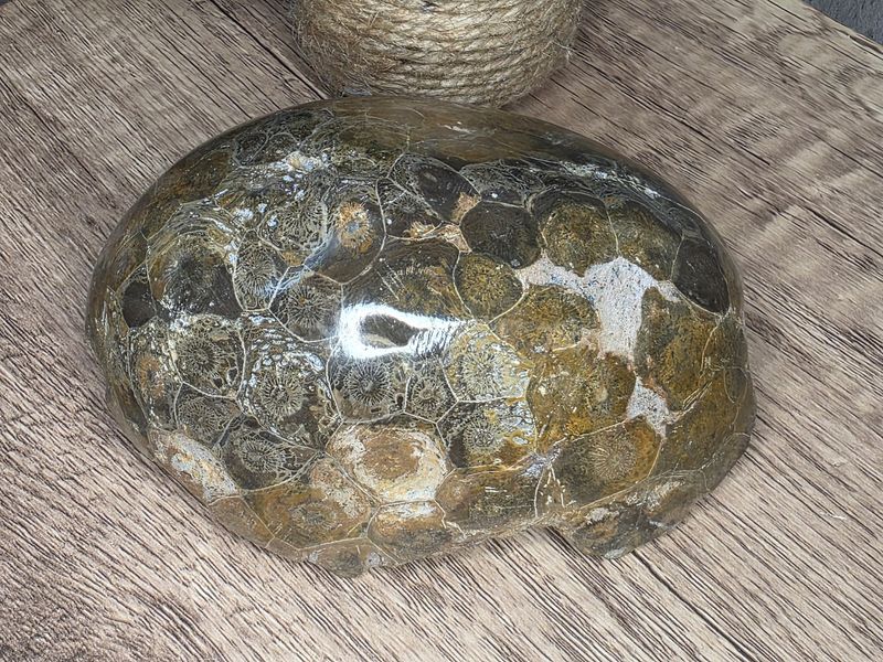 Fossilized Coral, #1