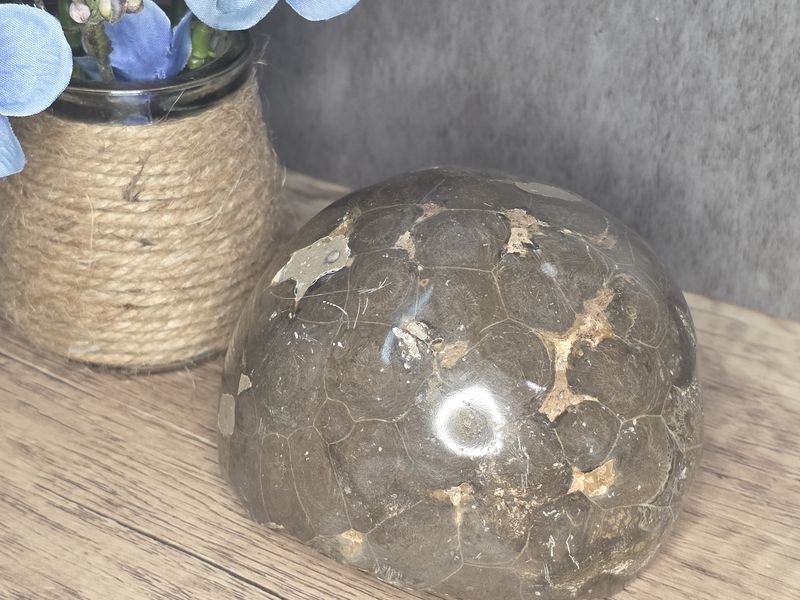 Fossilized Coral  #2