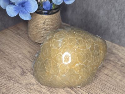 Fossilized Coral #3
