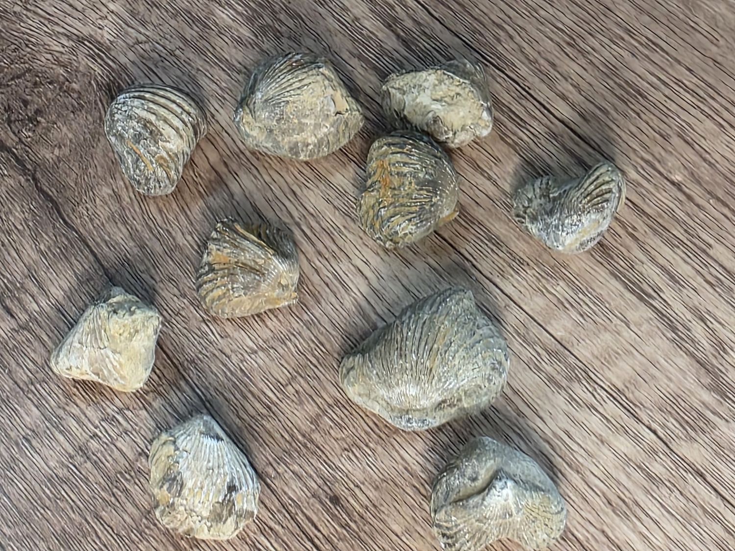 Fossilized Clam Shells