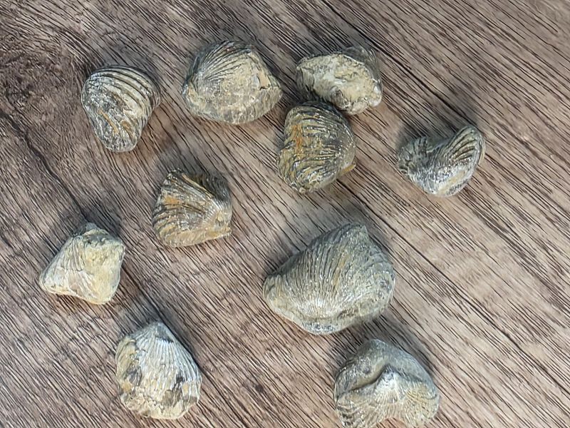 Fossilized Clam Shells
