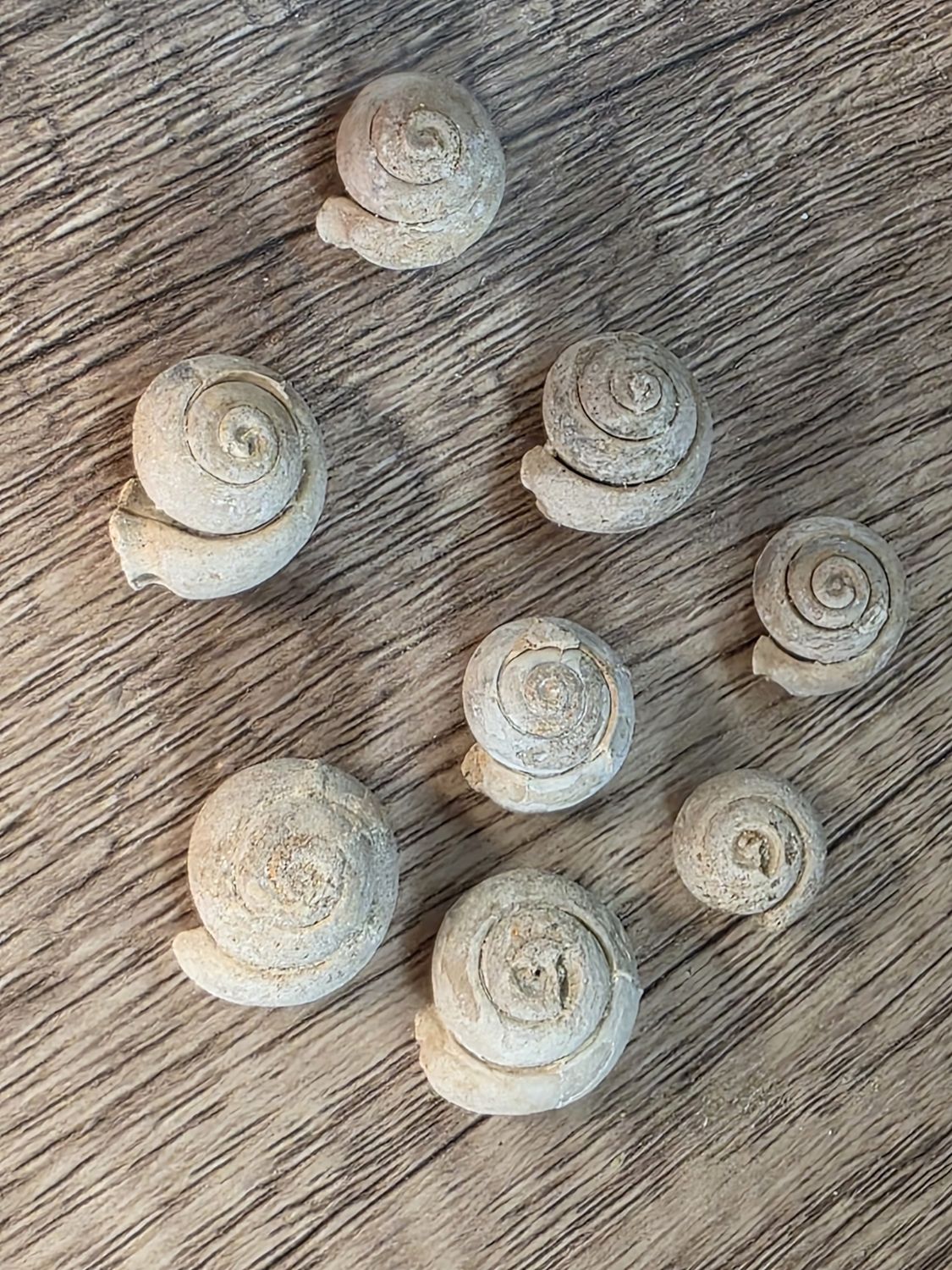 Fossilized Snail Shell!