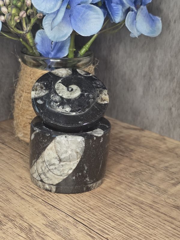 Goniatite Fossil, trinket box