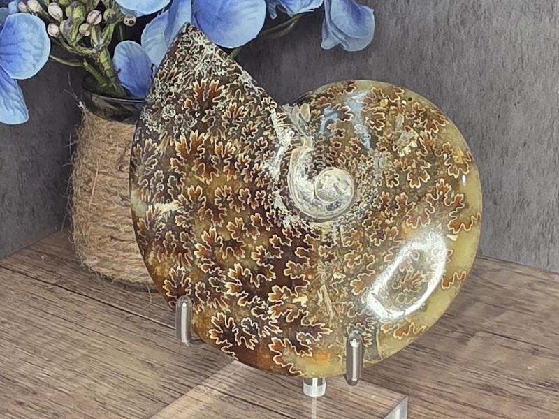 Amazing polished Ammonite fossil