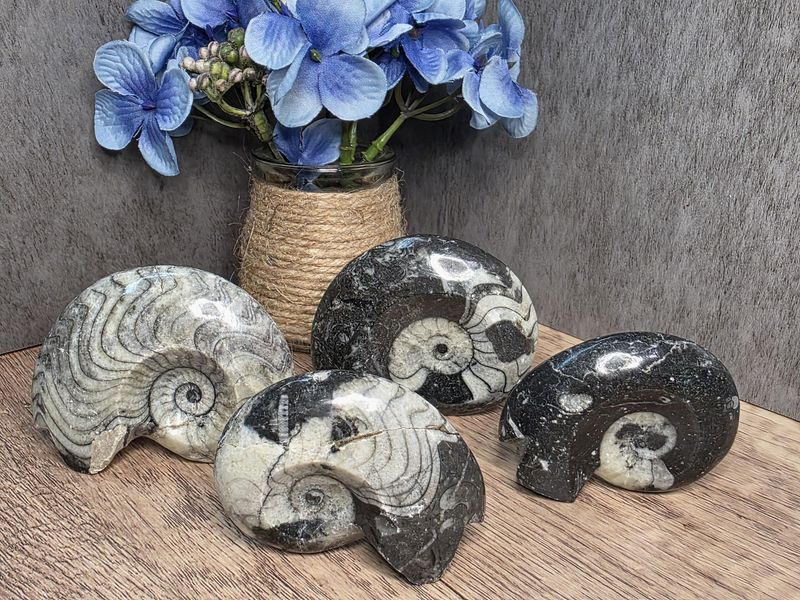 Polished Goniatite Ammonite fossil