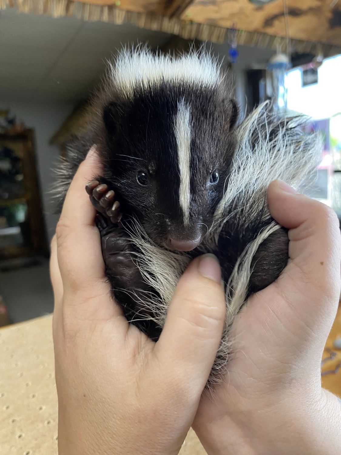 Skunks, 2026 reservations., Choose: Black &amp; White