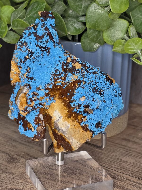 Museum quality Shattuckite specimen.  Includes stand!