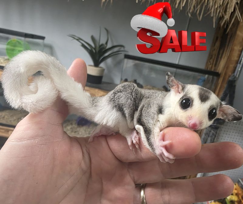 Mosaic, w/cow ears, male, Sugar Glider