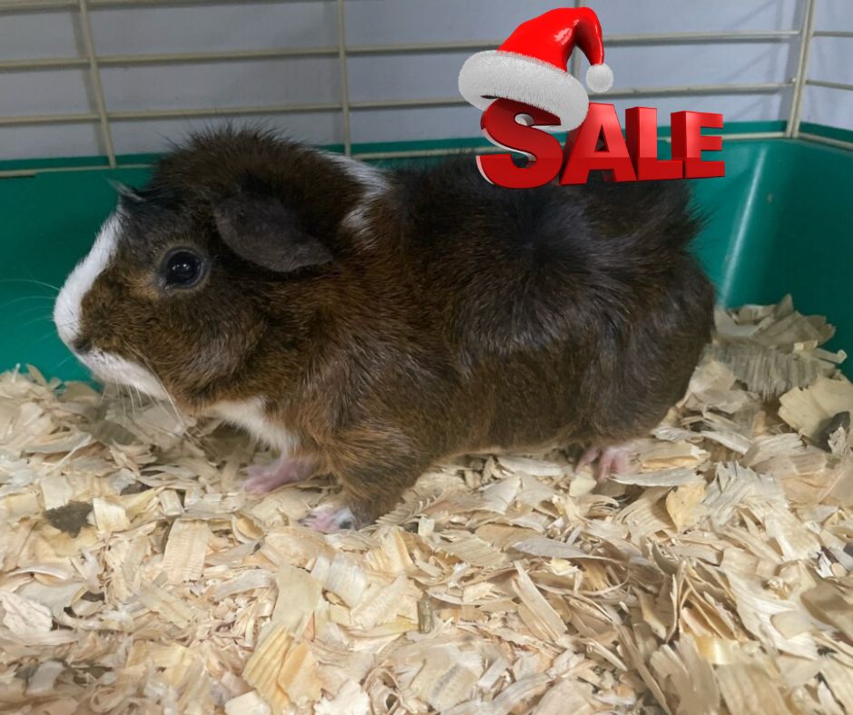 Guinea Pig, retired breeder.