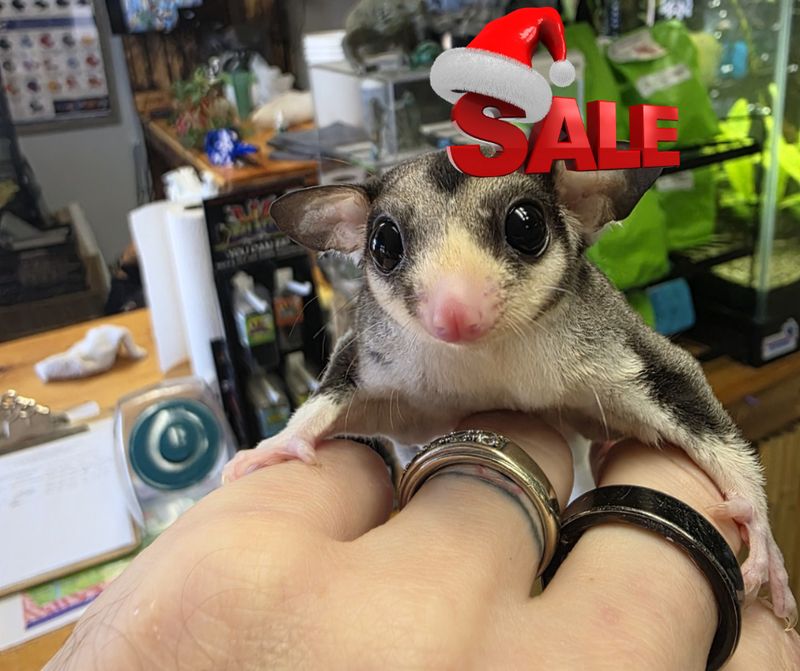 Pied, Mosaic, w/cow-ears &amp; "Possum face," Sugar Glider, male!  Exceptionally marked!