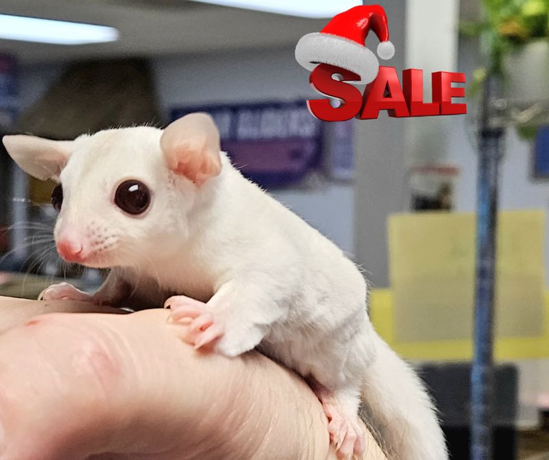 Cremeino Sugar Glider