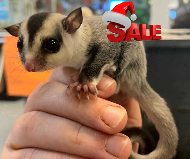 White Face Blonde Sugar Gliders