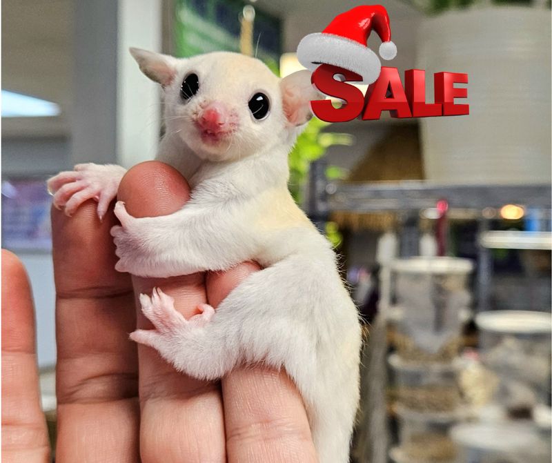 Leucistic Sugar Gliders