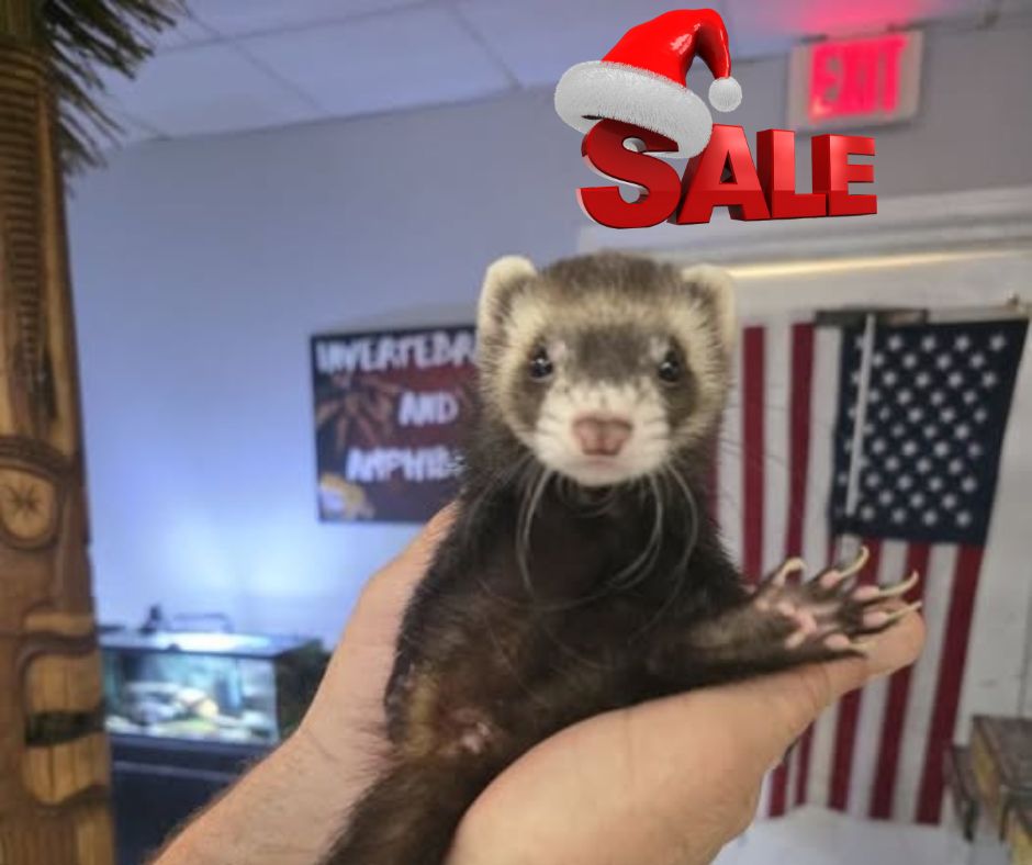 Ferrets, Non-Marshalls.  Set one.