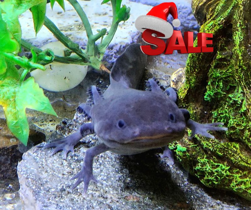 Axolotl, well started