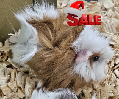 Long Hair Guinea Pigs