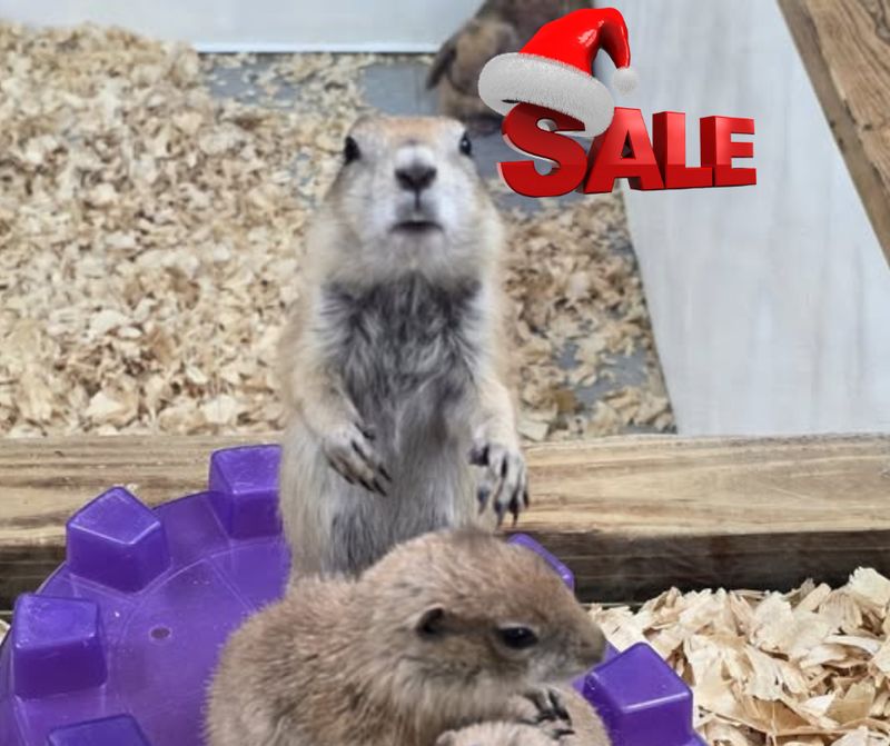 Prairie Dogs, 2026 reservations.