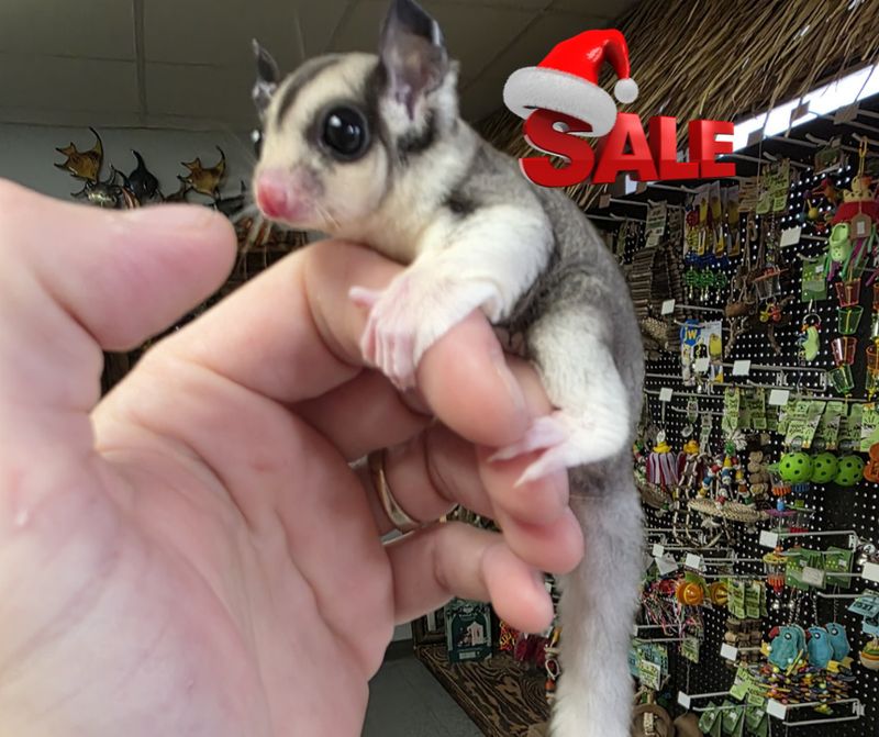 Pied, Mosaic, male, Sugar Glider!