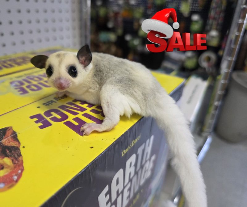 High-White, Mosaic, male, Sugar Glider
