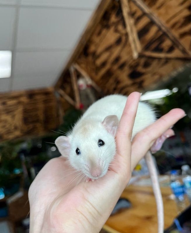 Pet Rats!  Dumbos, Hairless &amp; Siamese!